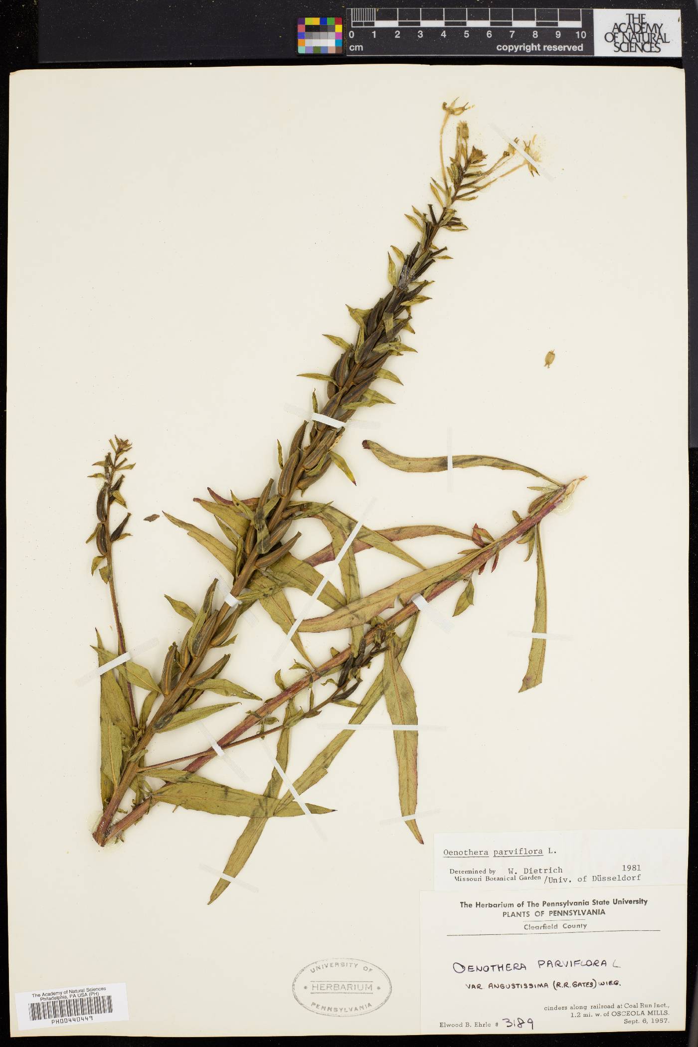 Oenothera parviflora image