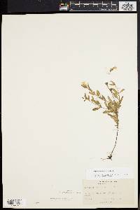 Oenothera perennis image