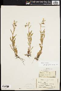 Oenothera perennis image