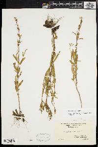 Oenothera perennis image