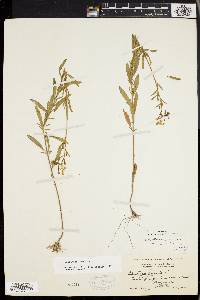 Oenothera perennis image