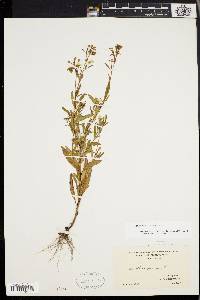 Oenothera perennis image