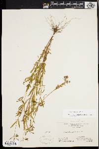 Oenothera perennis image