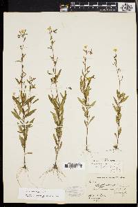 Oenothera perennis image