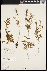 Oenothera perennis image