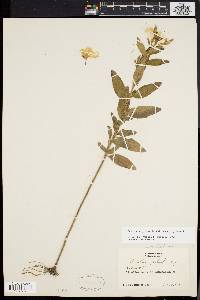 Oenothera pilosella image