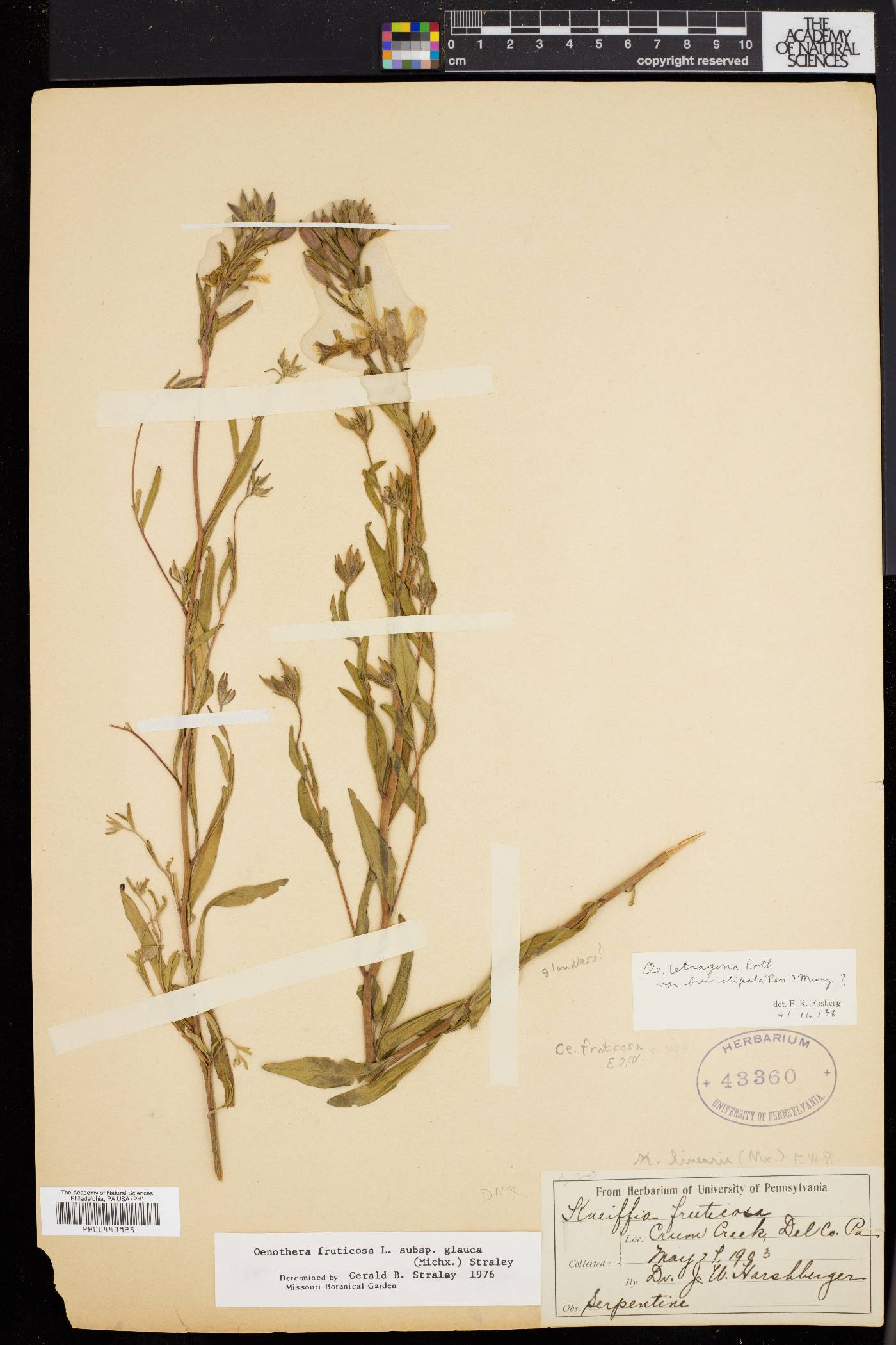 Oenothera tetragona image