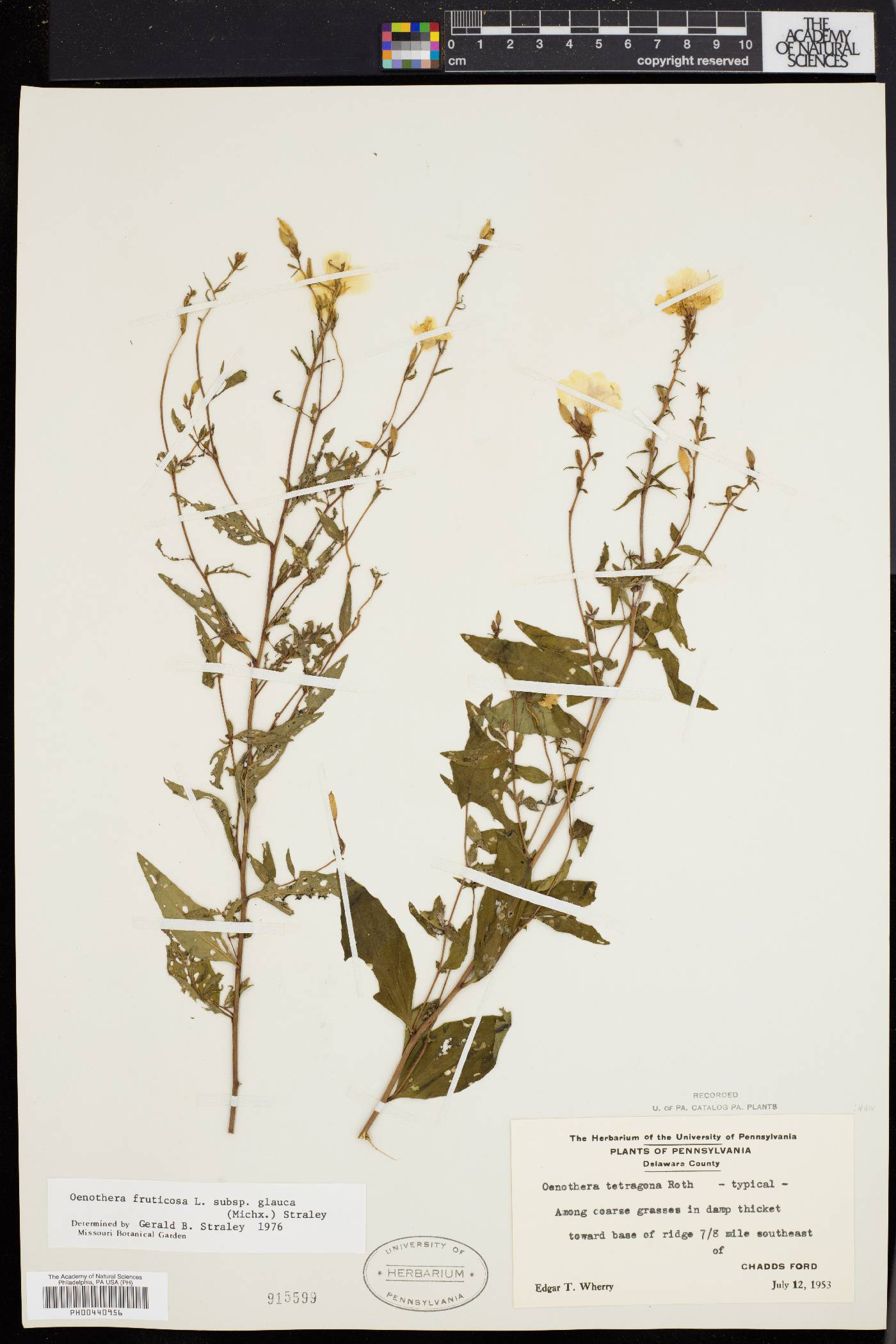 Oenothera tetragona image