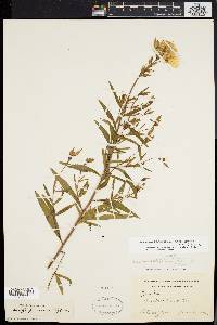 Oenothera tetragona image