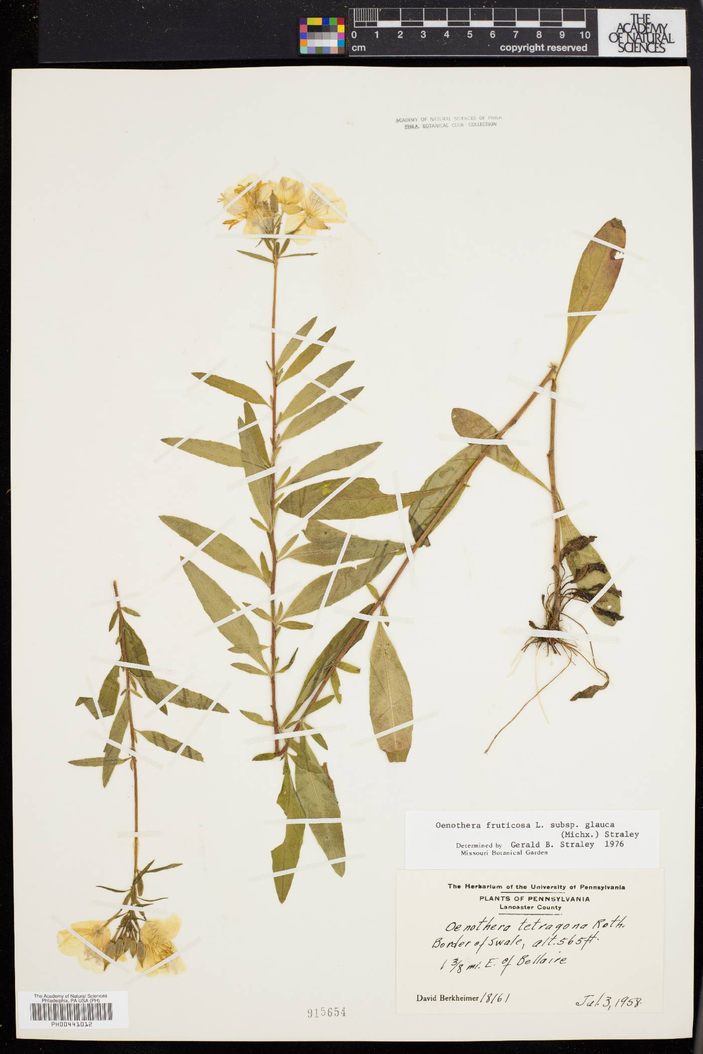 Oenothera tetragona image