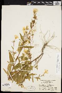 Oenothera fruticosa subsp. glauca image