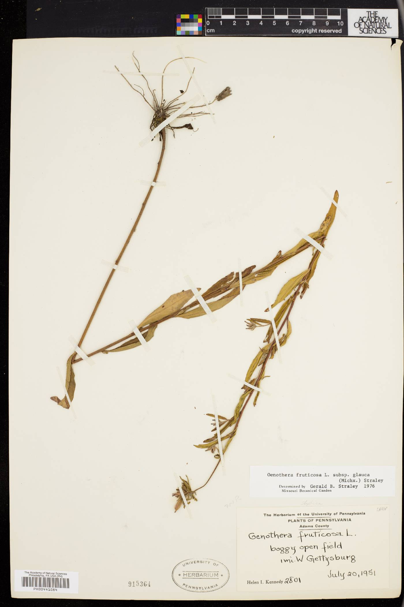 Oenothera fruticosa subsp. glauca image