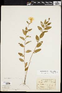 Oenothera fruticosa subsp. glauca image