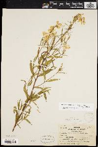 Oenothera fruticosa subsp. glauca image