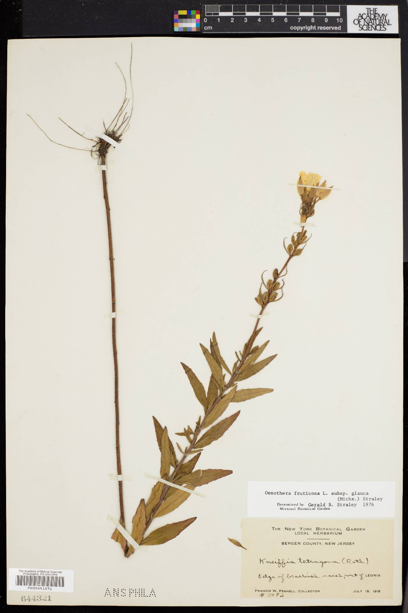 Oenothera tetragona image