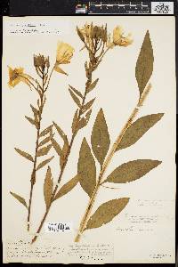 Oenothera grandiflora image