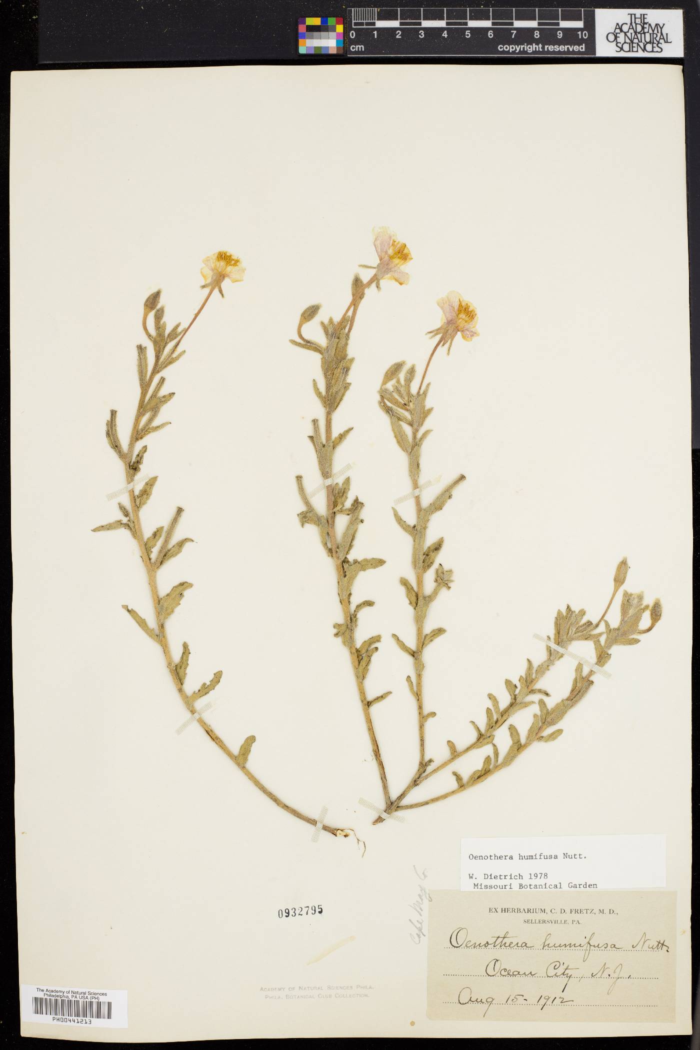 Oenothera humifusa image