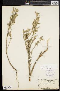 Oenothera humifusa image