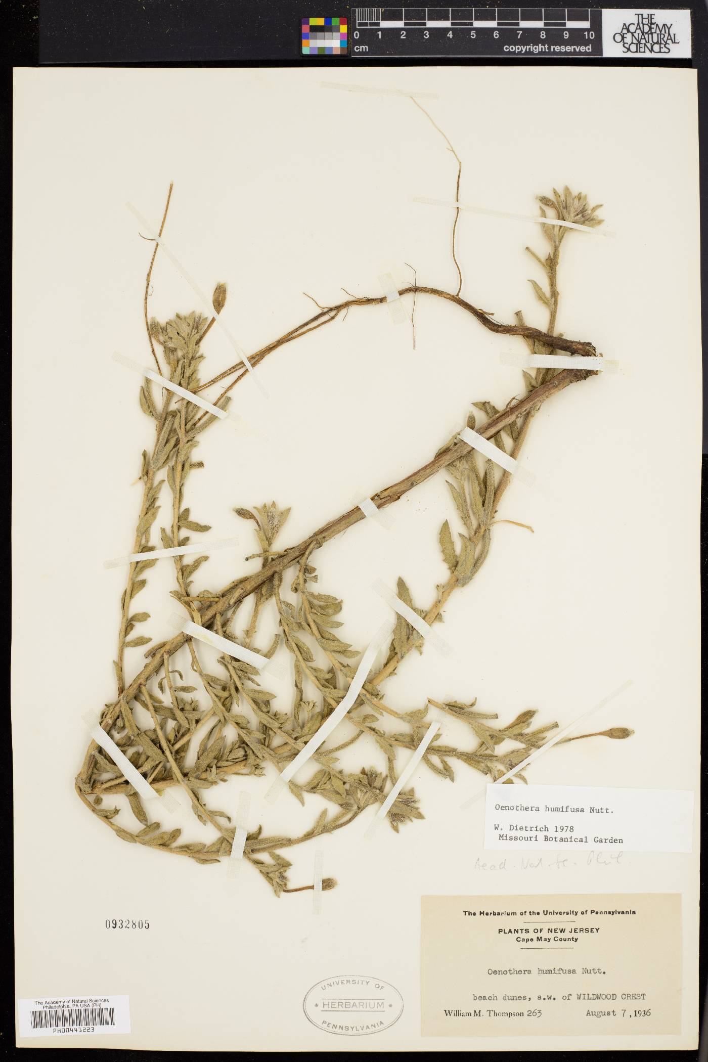 Oenothera humifusa image