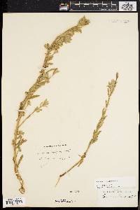 Oenothera humifusa image