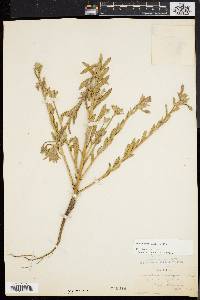 Oenothera humifusa image