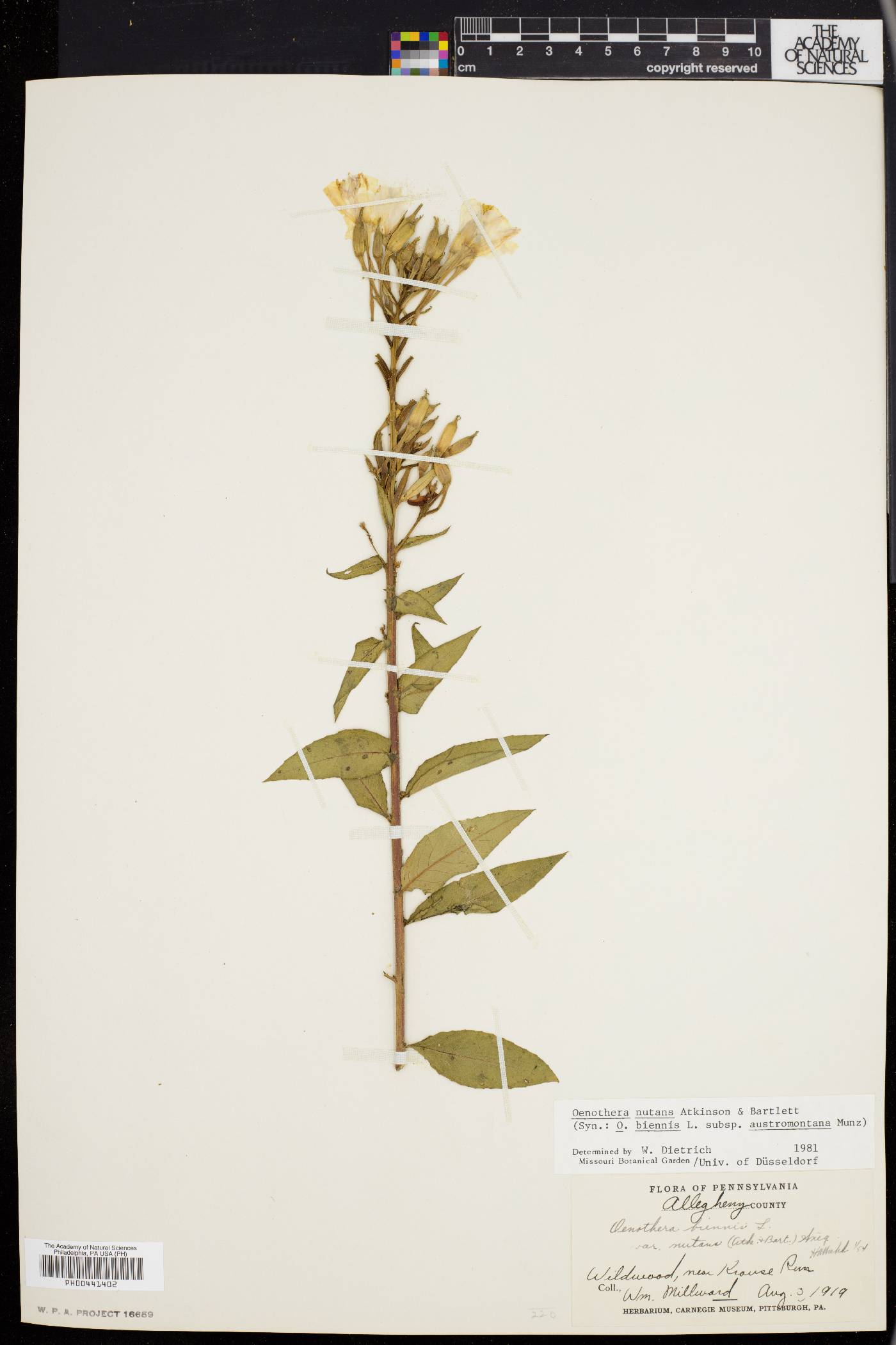 Oenothera nutans image