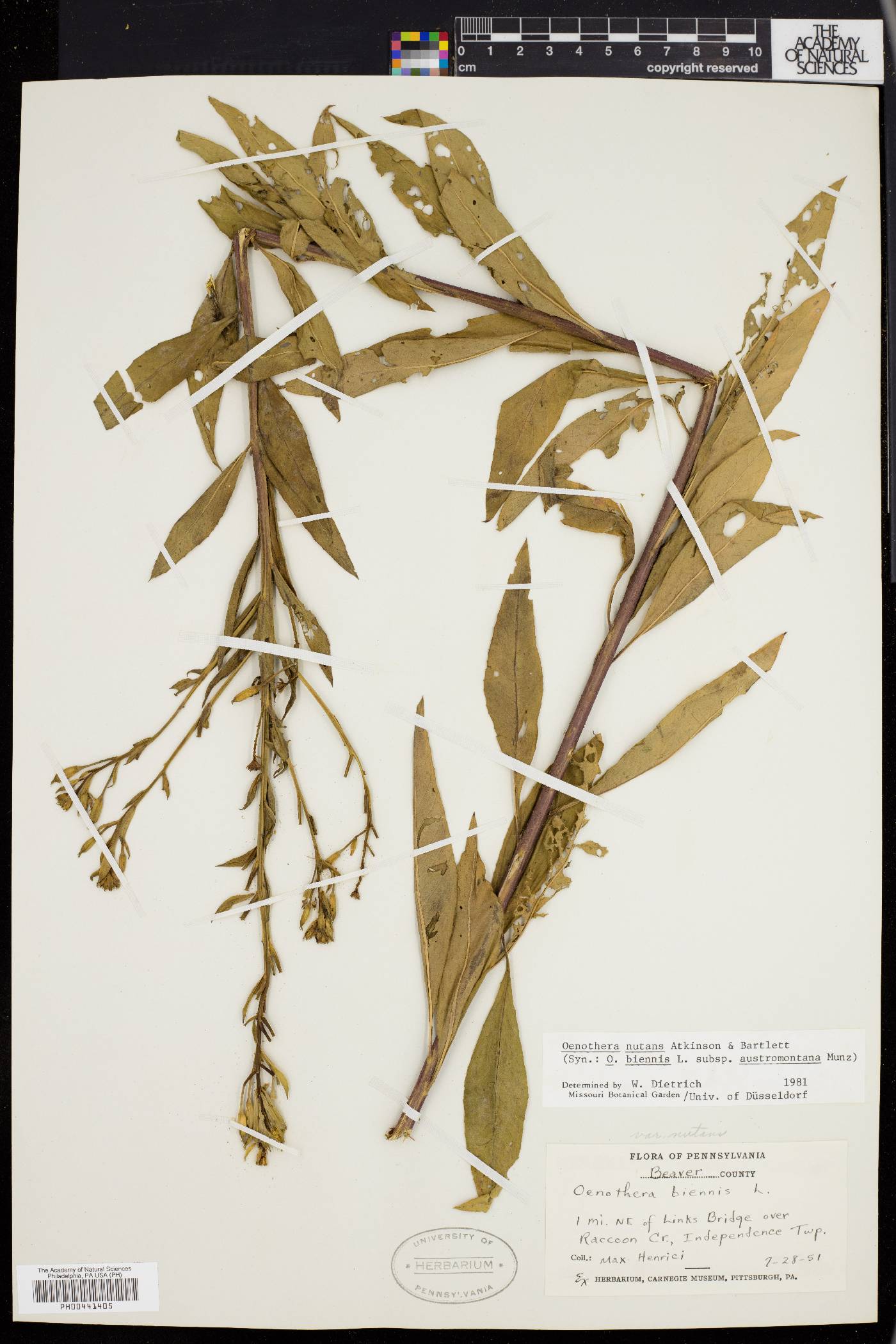 Oenothera nutans image