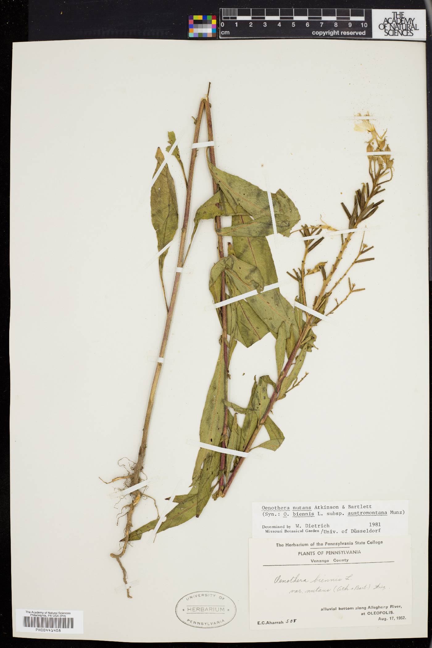 Oenothera nutans image