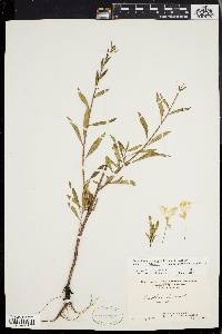 Oenothera nutans image