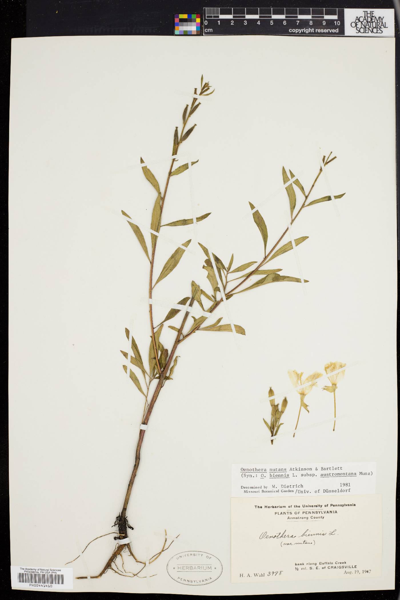 Oenothera nutans image