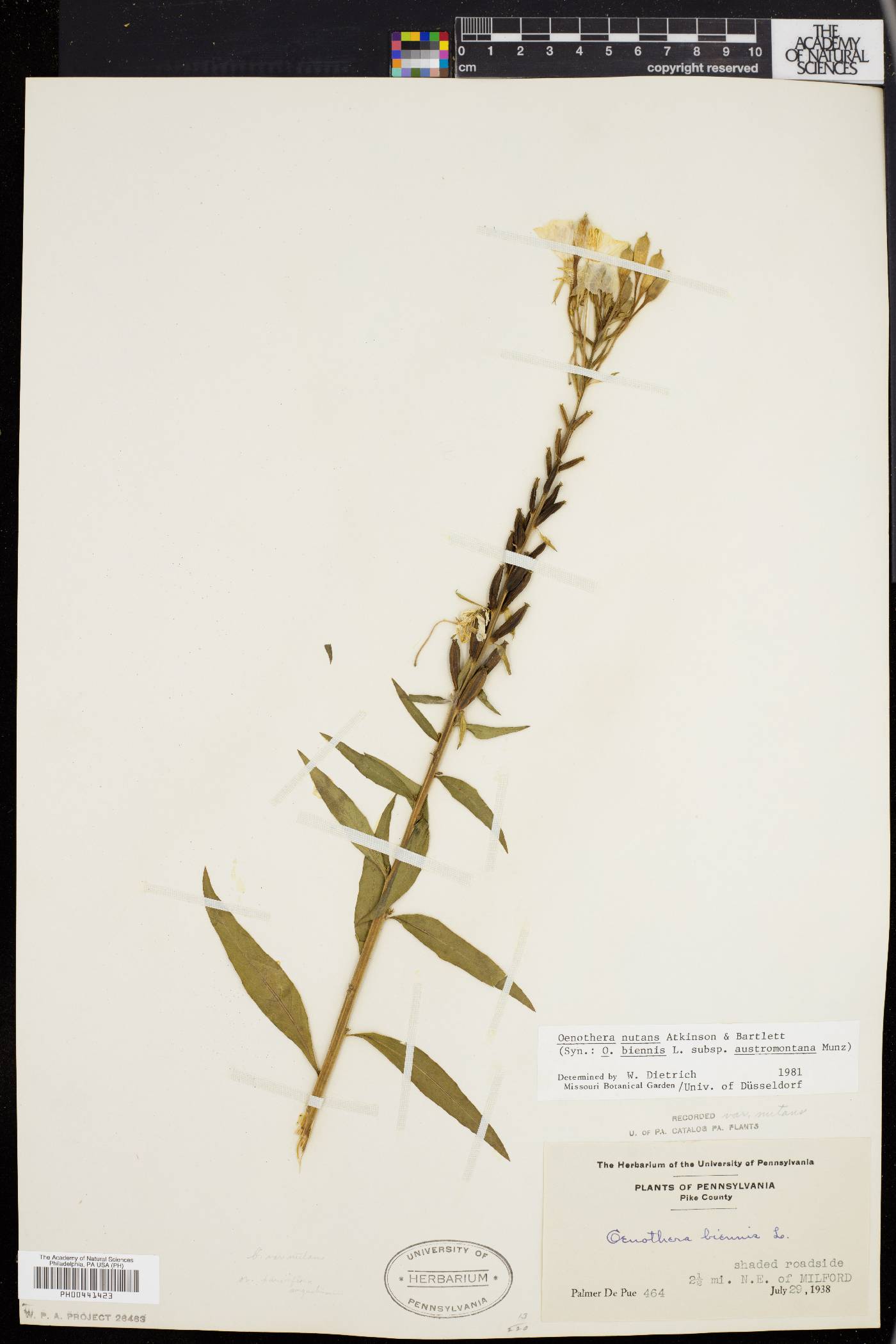 Oenothera nutans image