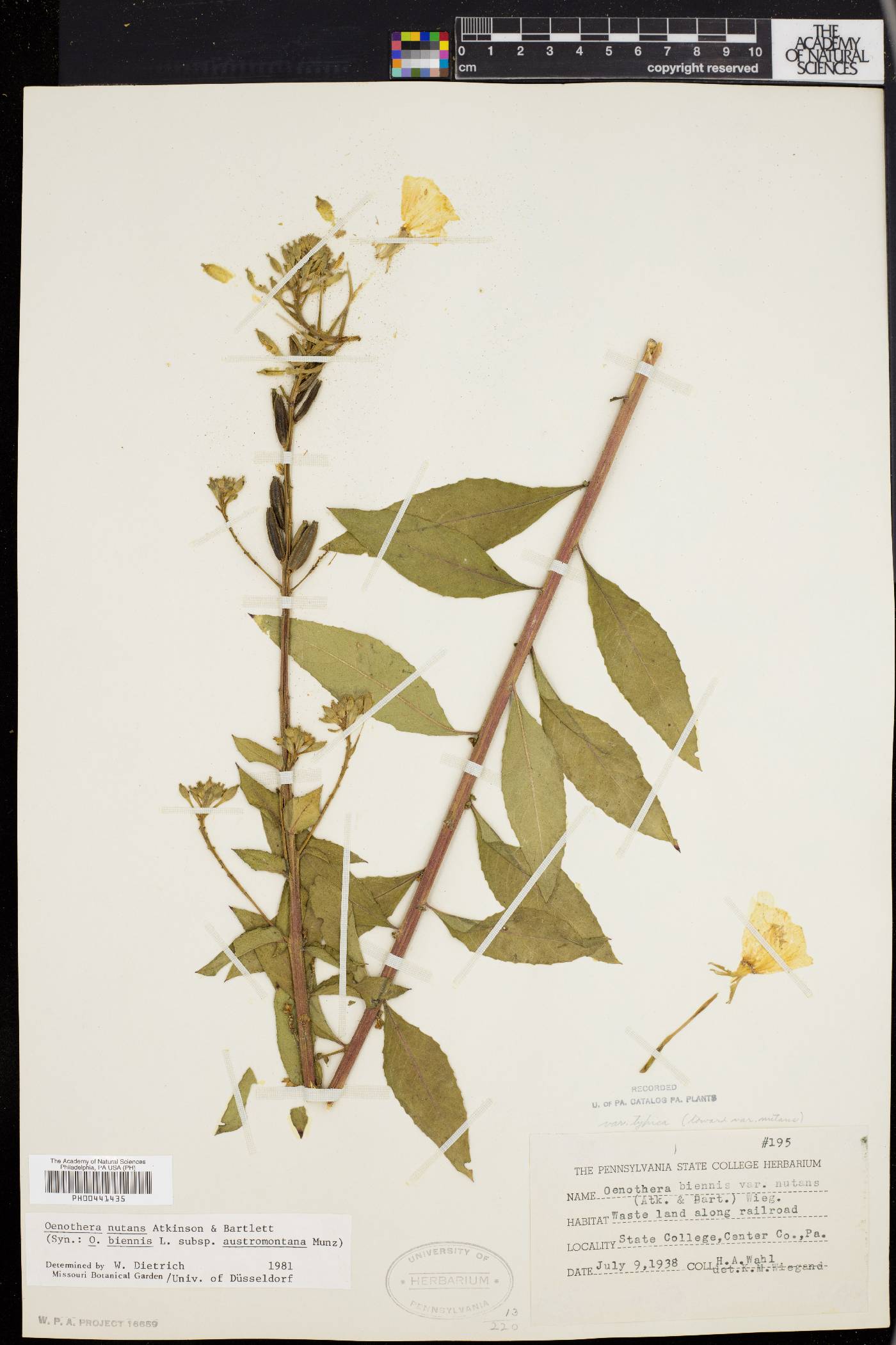 Oenothera nutans image