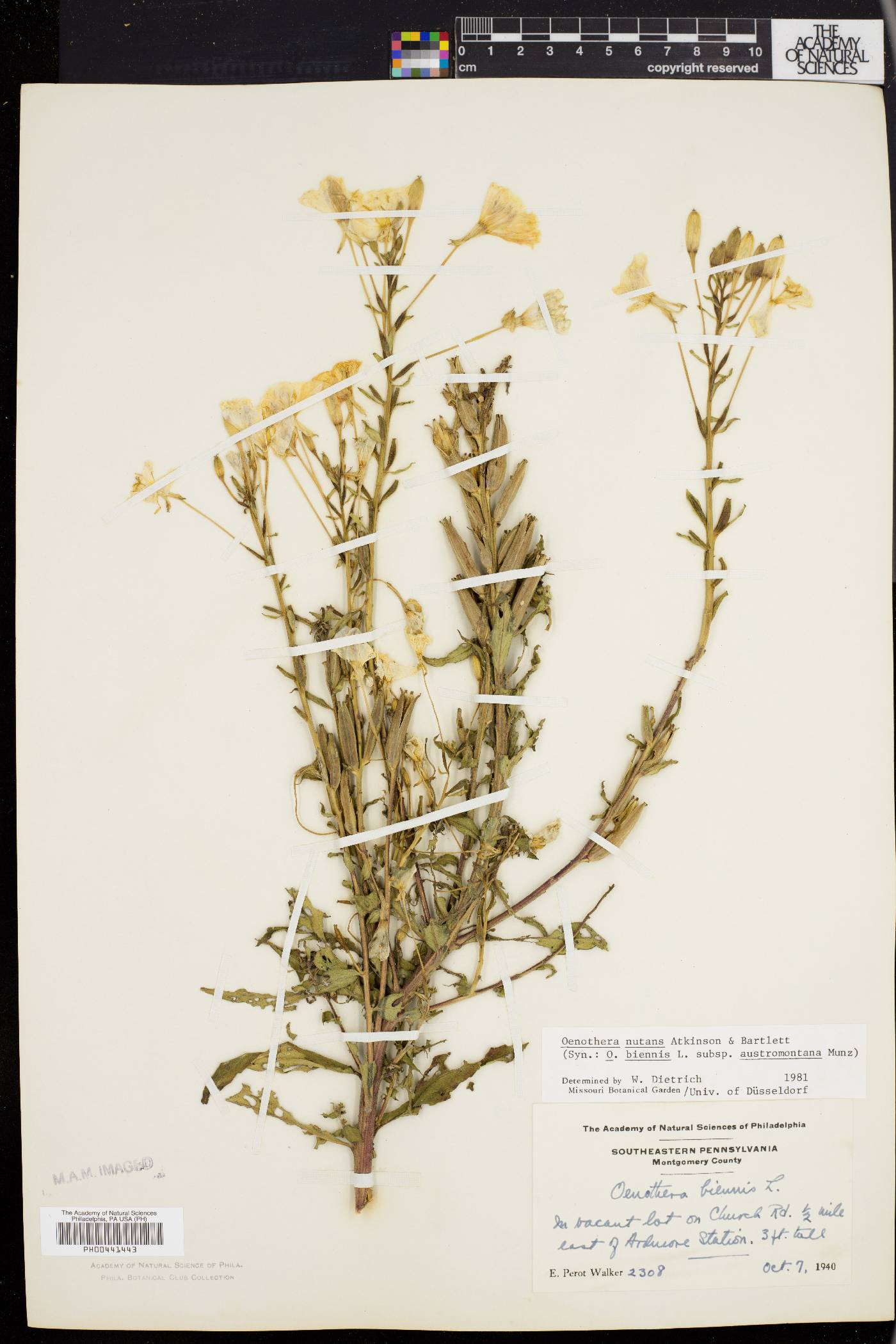 Oenothera nutans image