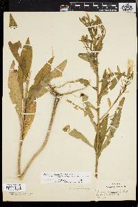 Oenothera nutans image