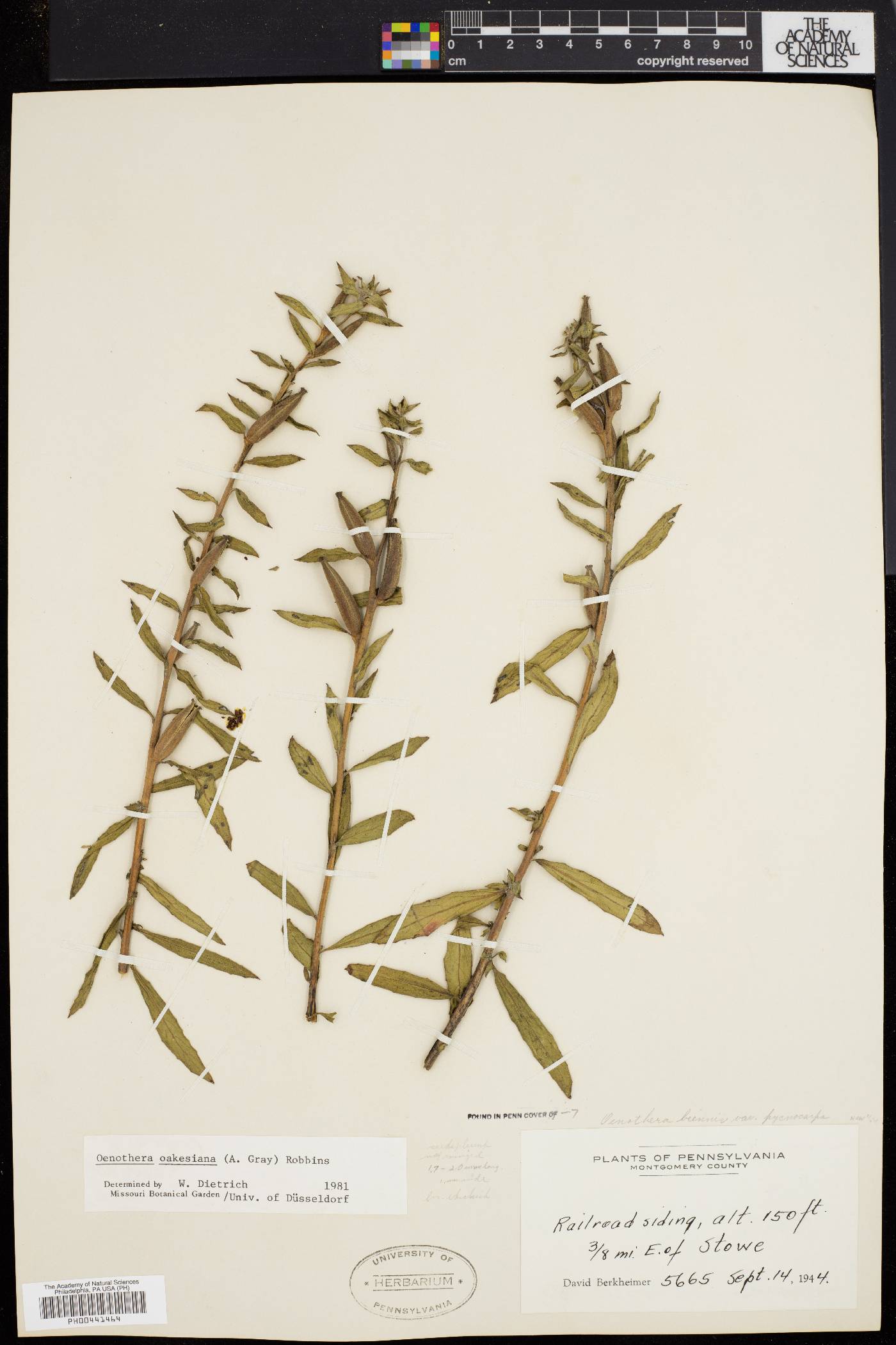 Oenothera oakesiana image