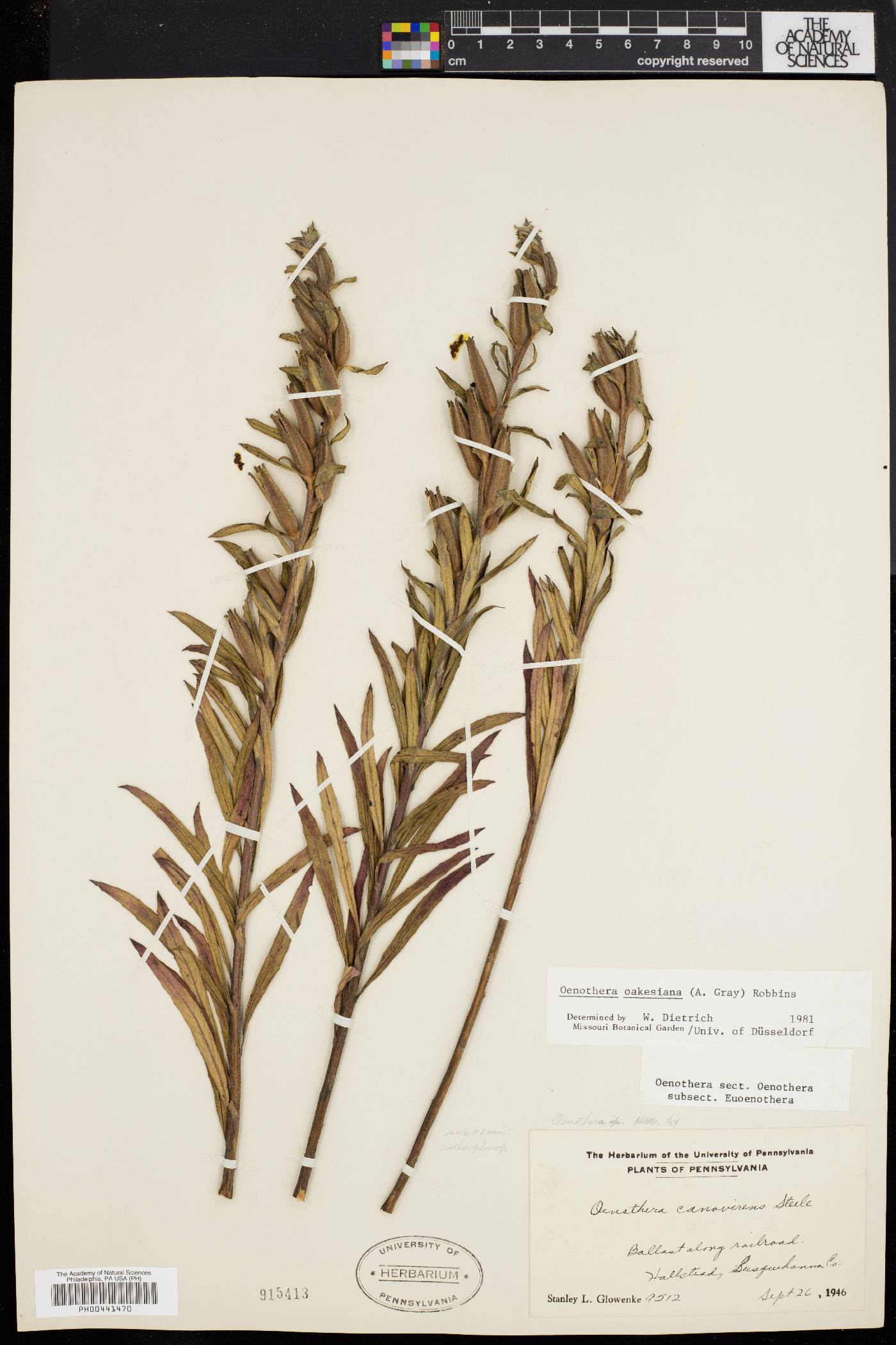 Oenothera oakesiana image