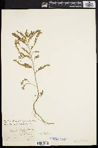 Image of Phyllanthus abnormis