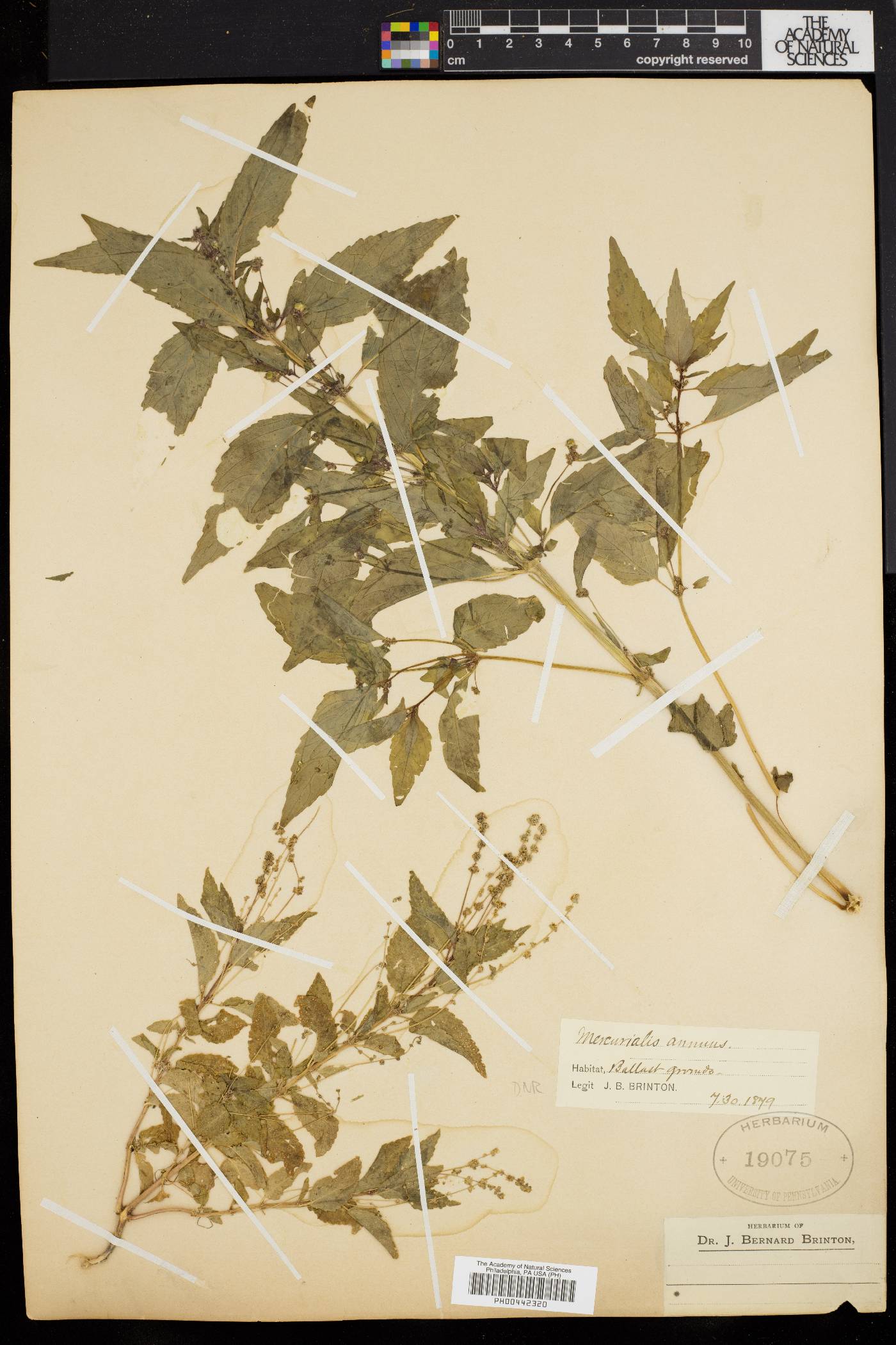 Mercurialis annua image