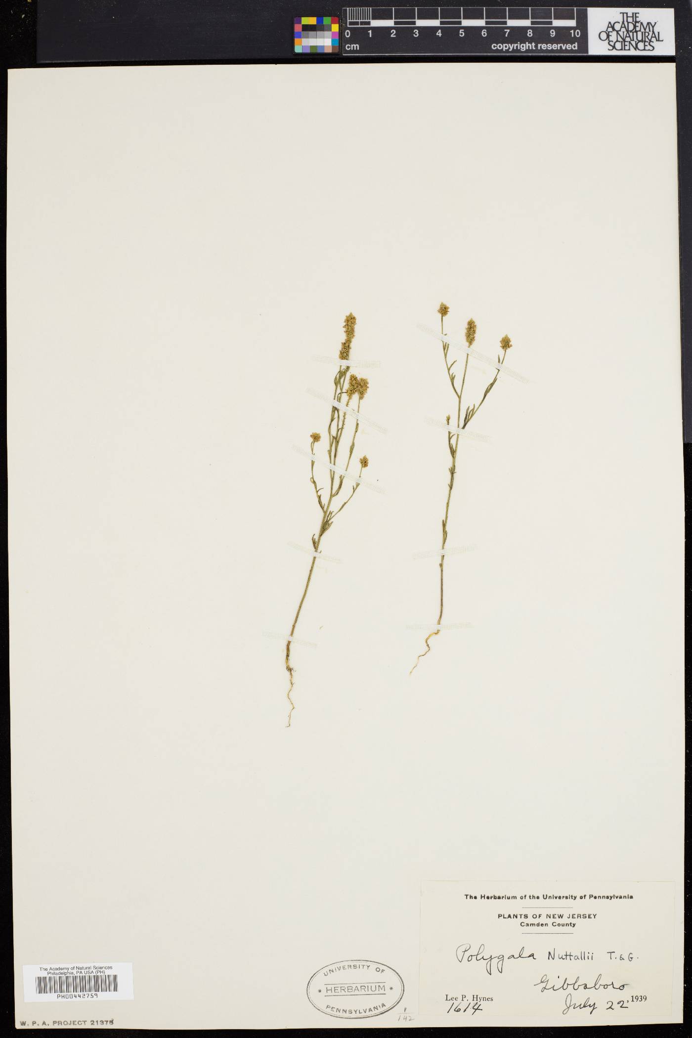 Polygala nuttallii image