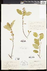 Amelanchier stolonifera image