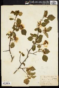 Crataegus luteola image