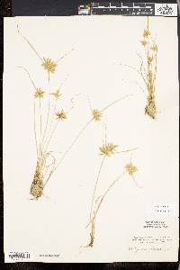 Cyperus flavescens image