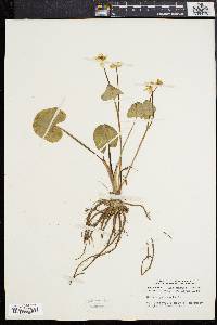 Caltha palustris image