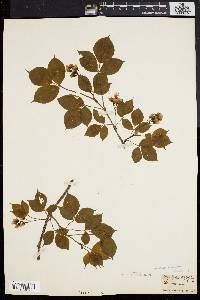 Staphylea trifolia image