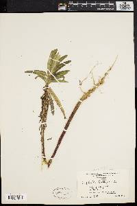 Euphorbia lathyris image