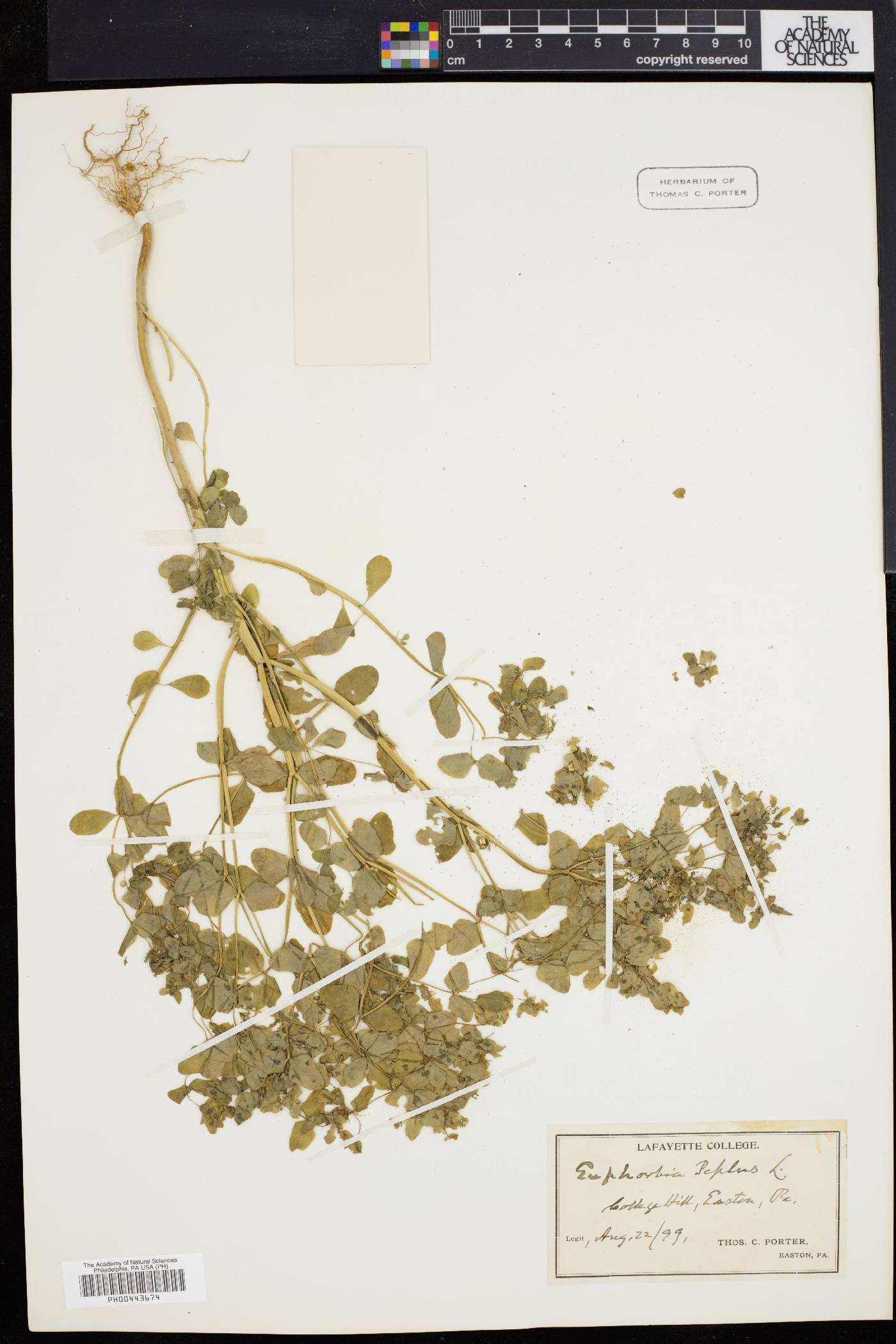 Euphorbia peplus image