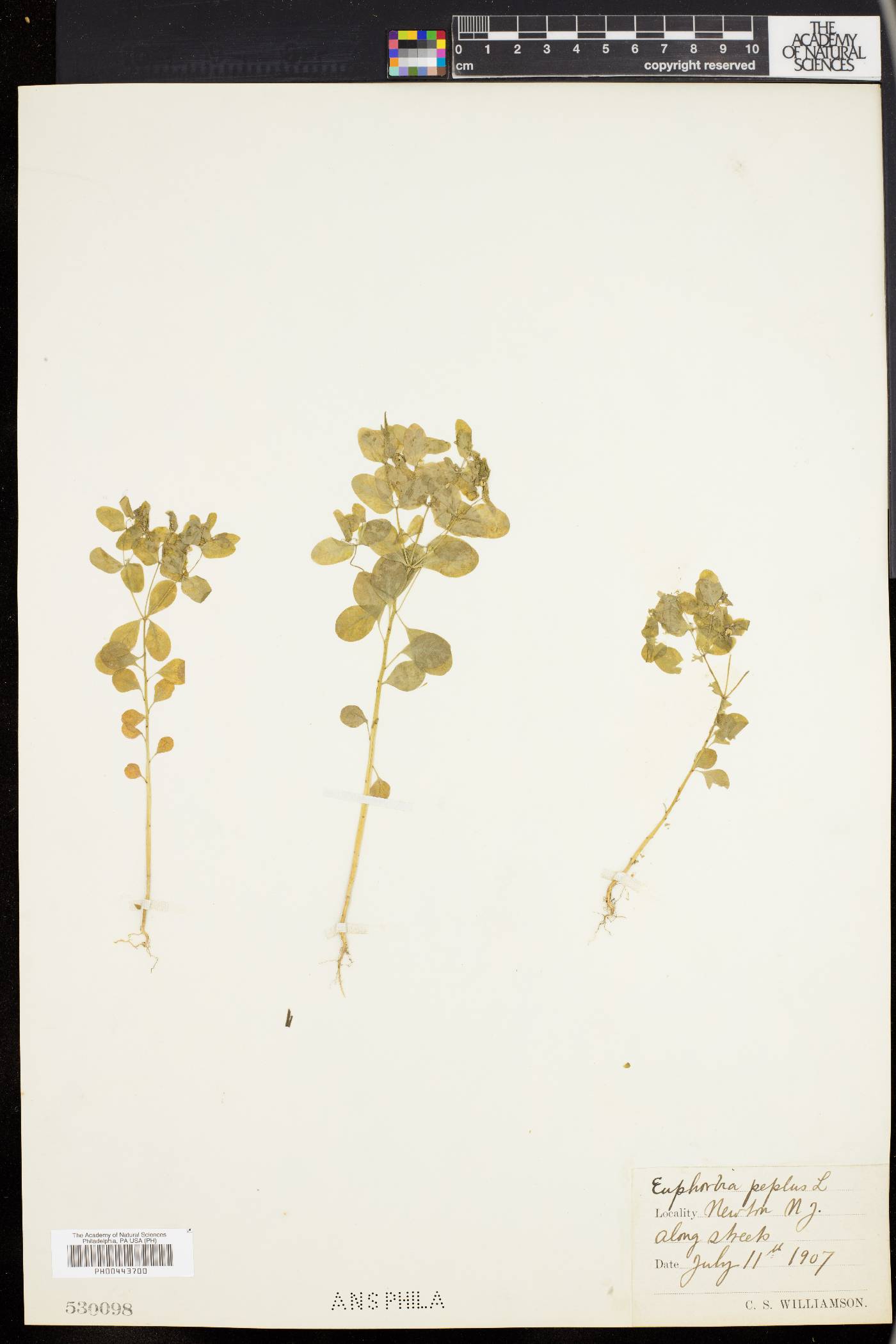 Euphorbia peplus image
