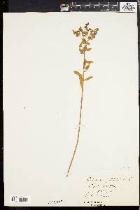Euphorbia platyphyllos image