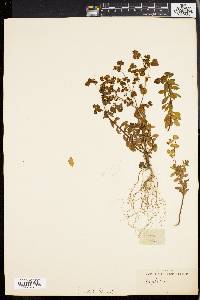 Euphorbia platyphyllos image