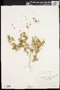 Euphorbia polygonifolia image